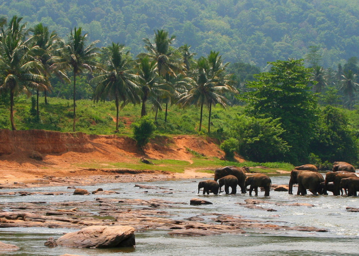 elephants fleuve sri lanka