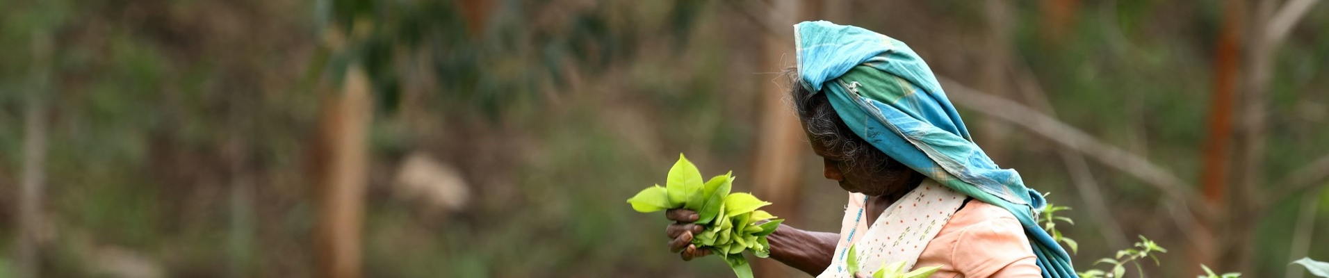 Cueilleuse de thé en action au Sri Lanka