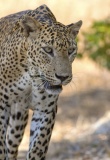 leopard safari wilpattu
