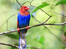 oiseau reserve sinharaja