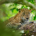 leopard-parc-national-de-yala-sri-lanka