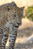 leopard safari wilpattu