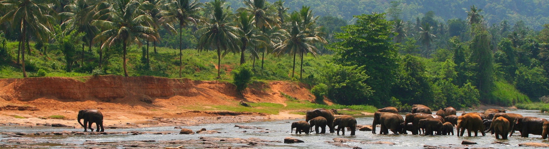 elephants fleuve sri lanka