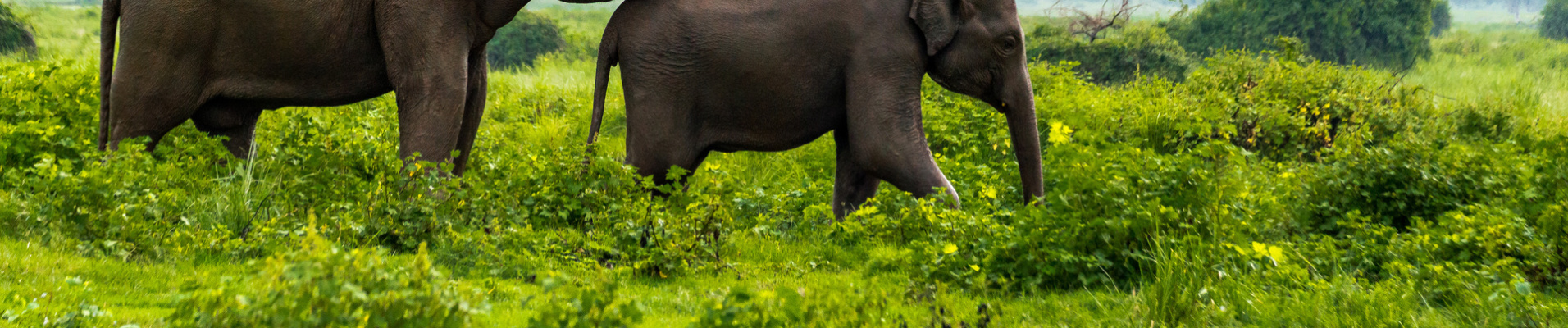 elephants parc national minneriya sri lanka