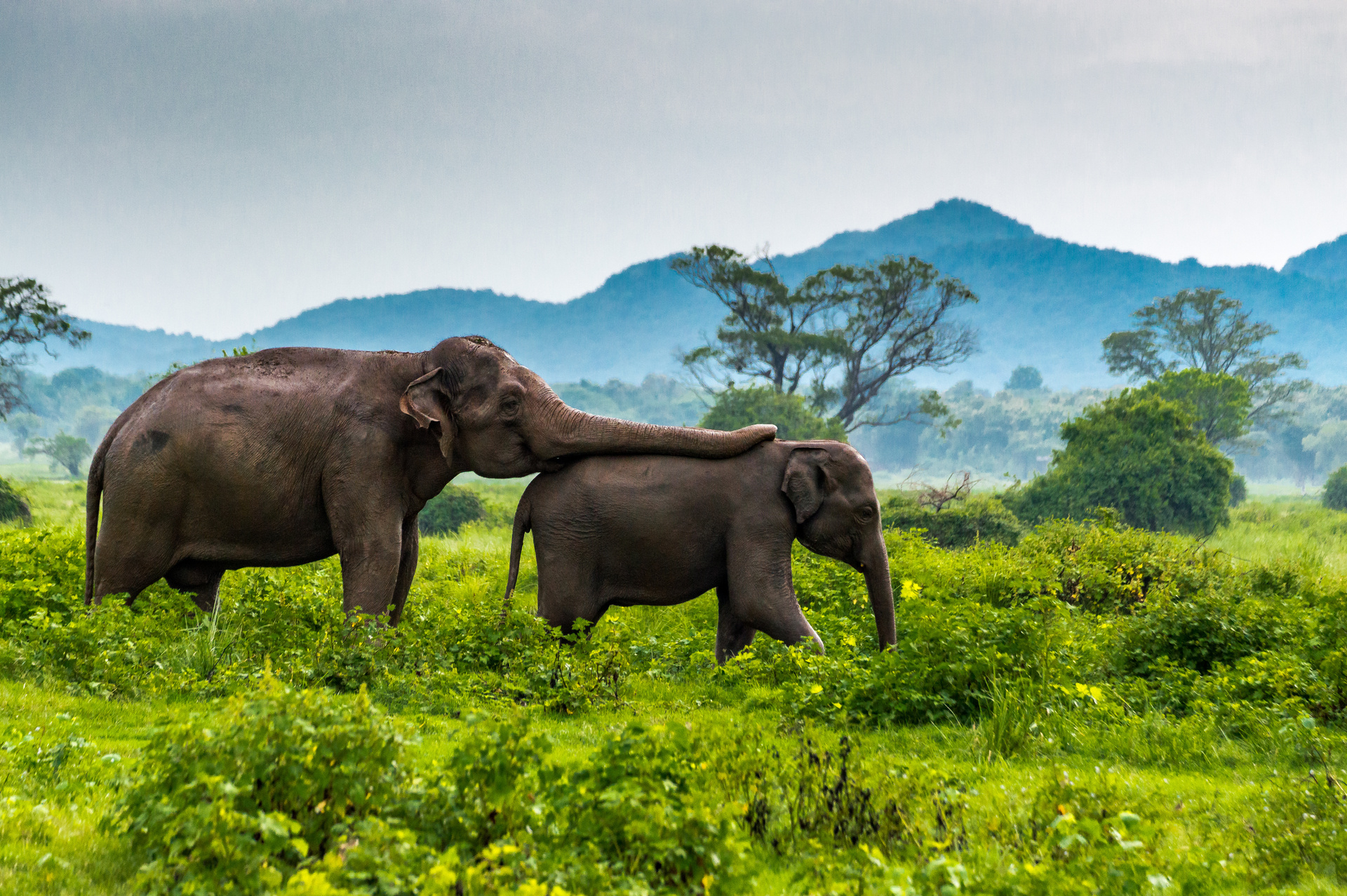 elephants parc national minneriya sri lanka