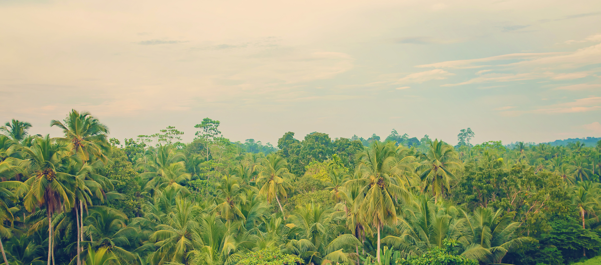 nature palmiers sri lanka