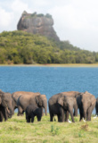 sigiriya minneriya elephants sri lanka