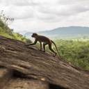 singe rocher sri lanka