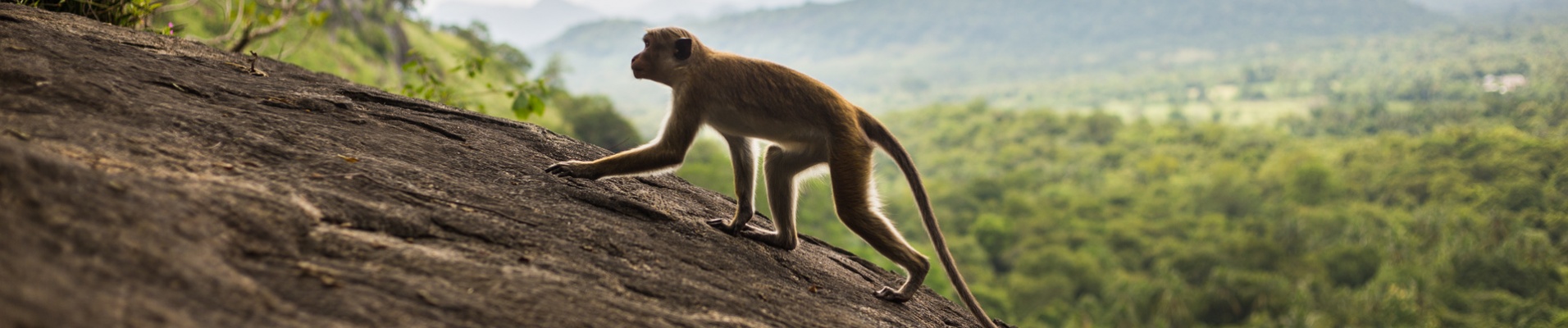singe rocher sri lanka