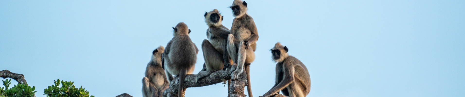 singes famille sri lanka