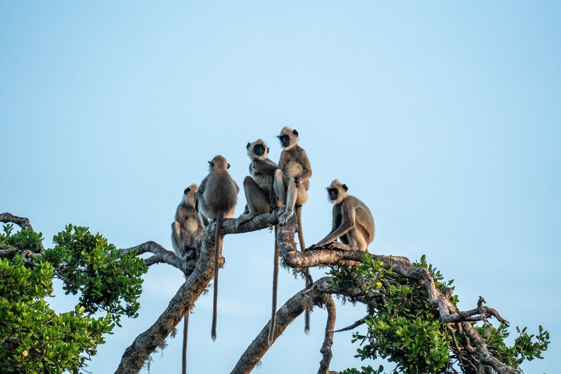 singes famille sri lanka