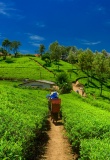 plantation-de-thé-srilanka