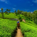 plantation-de-thé-srilanka