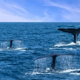 Baleines à Mirissa, Sri Lanka