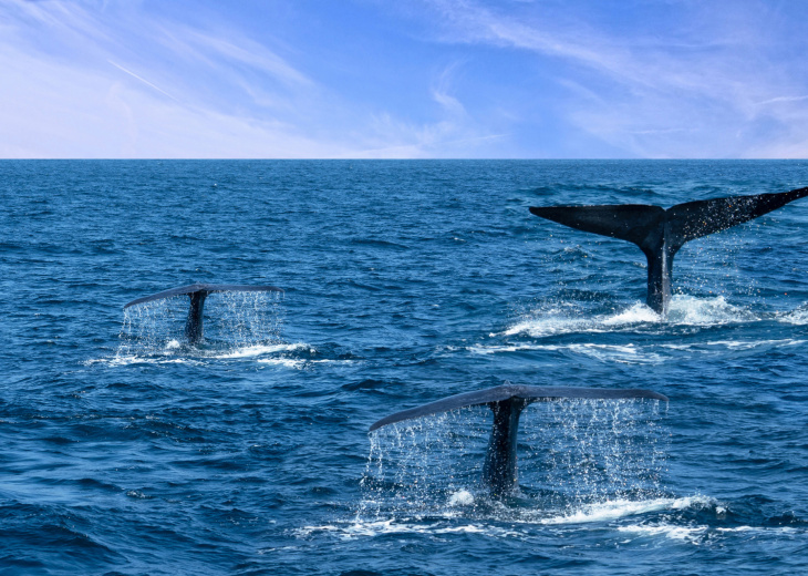 Baleines à Mirissa, Sri Lanka