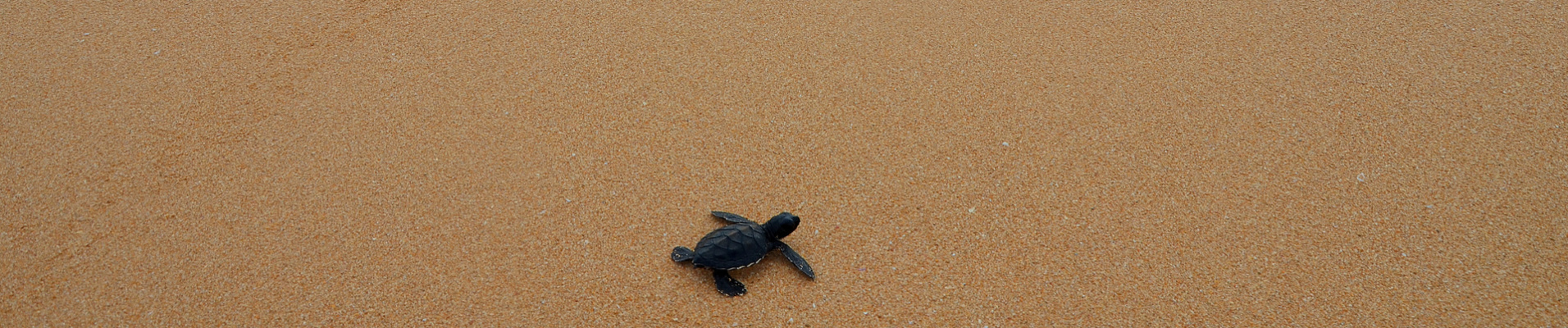 bebe tortue plage