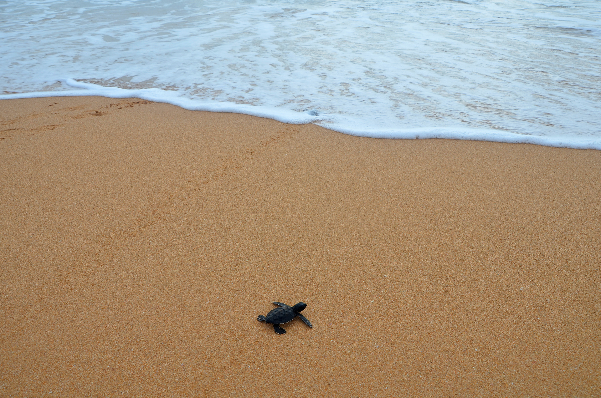 bebe tortue plage