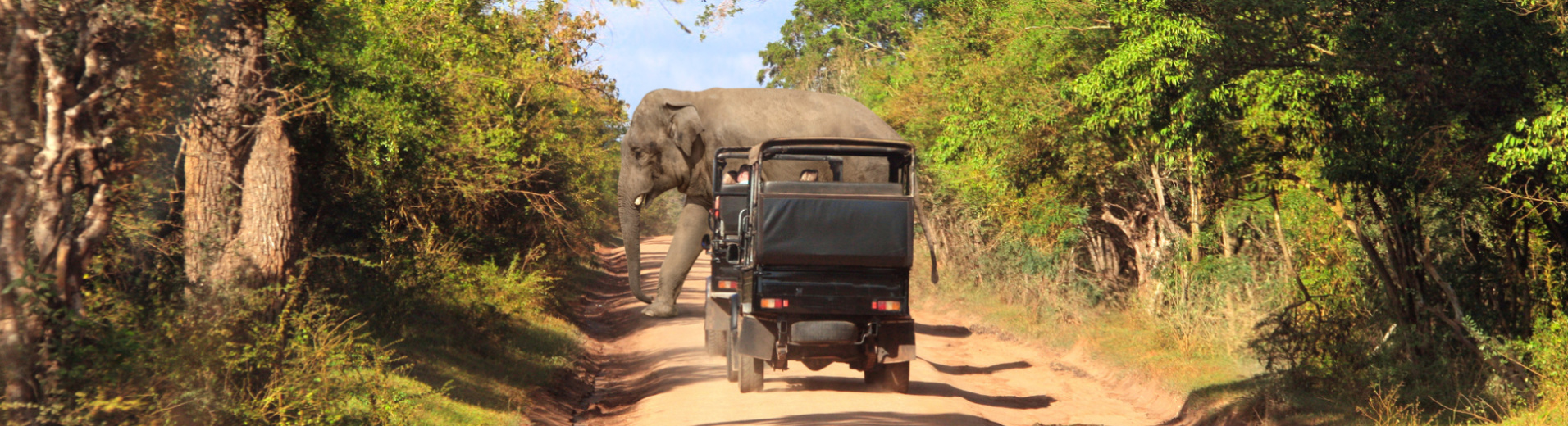 Eléphant, parc de Wilpattu, Sri Lanka