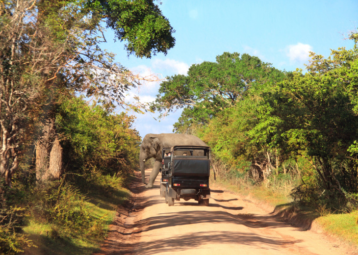 Eléphant, parc de Wilpattu, Sri Lanka