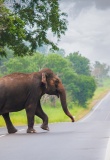 elephant route pinnawala
