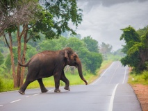 elephant route pinnawala