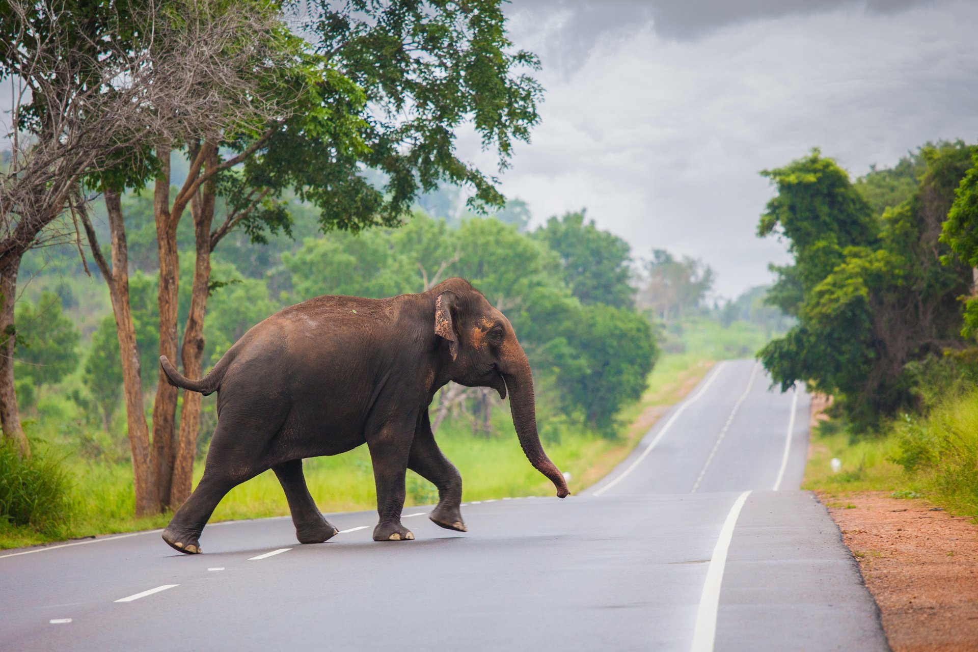 elephant route pinnawala