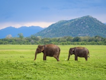 elephants Minneriya