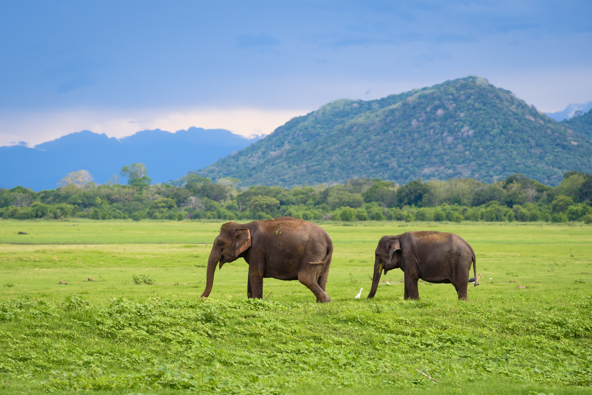 elephants Minneriya