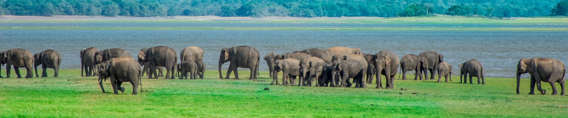 famille elephants parc minneriya
