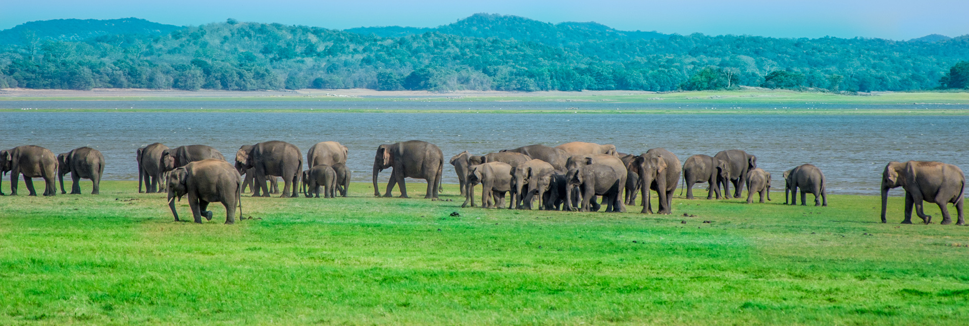famille elephants parc minneriya