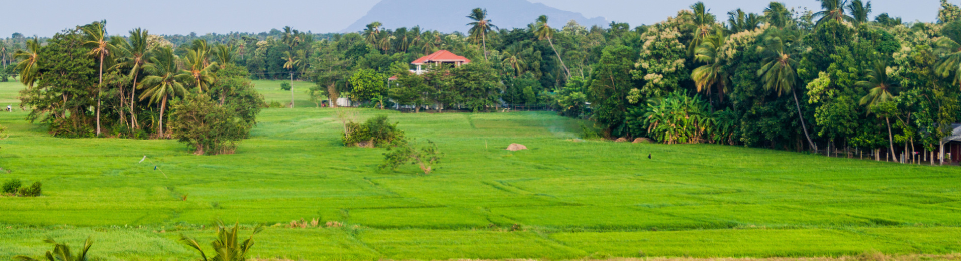 Ferme au Sri Lanka