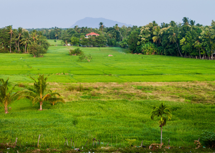 Ferme au Sri Lanka