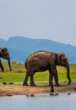 éléphants-parc-national