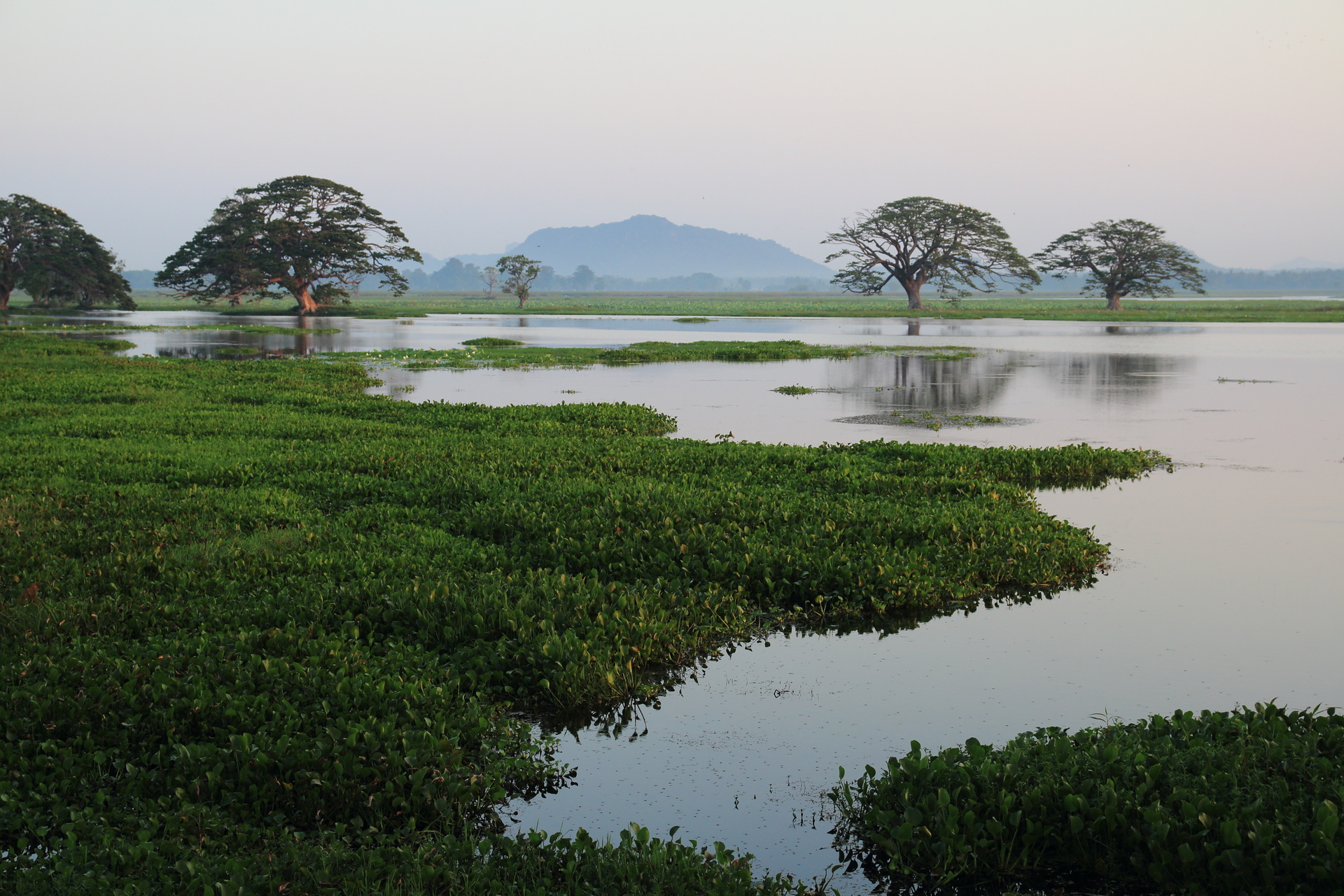 lac tissa