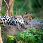 Le Sri Lanka entre safari et culture