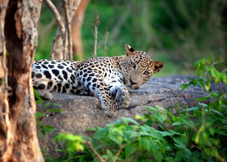 leopard safari