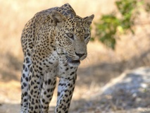 leopard safari wilpattu