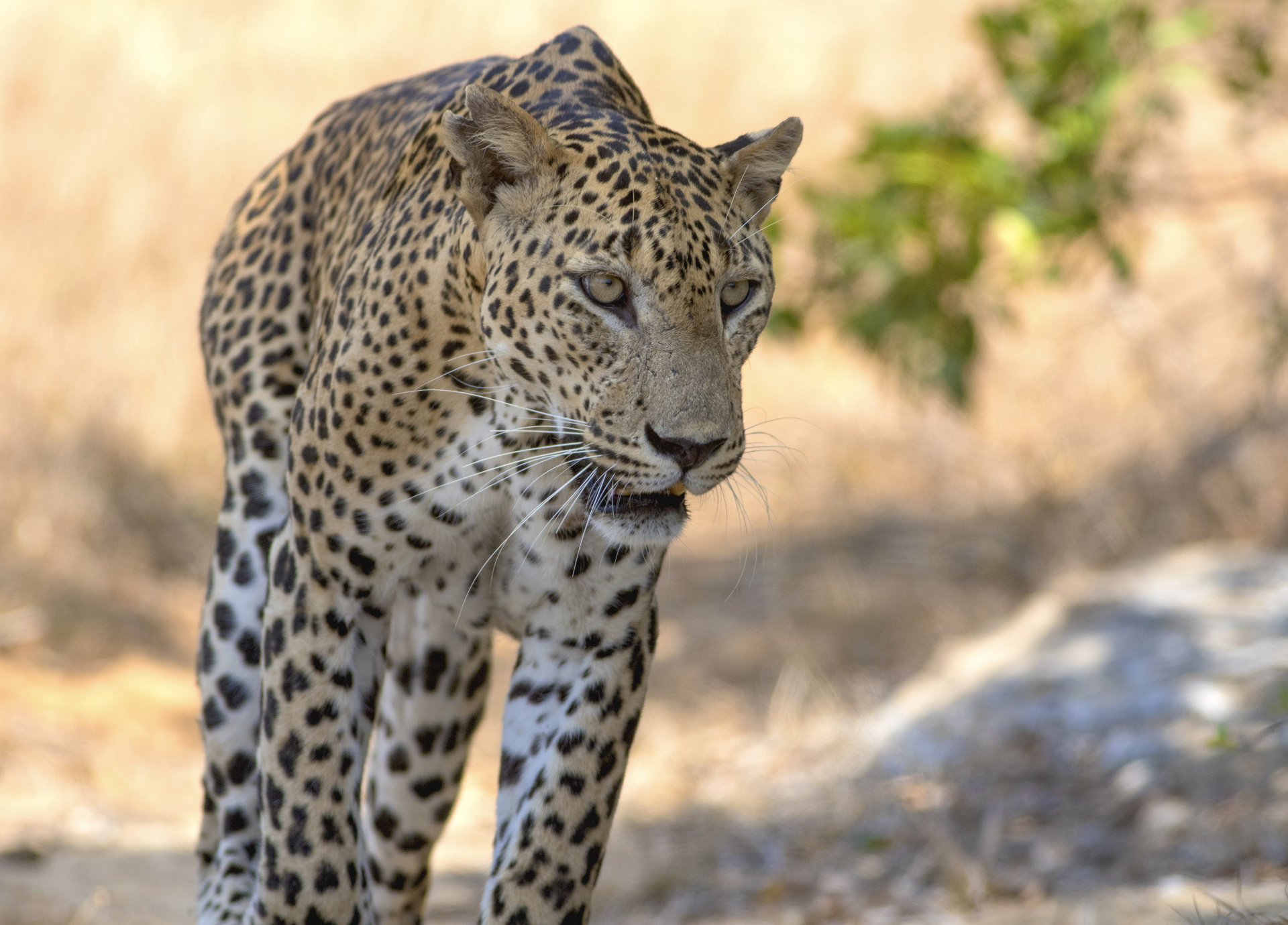leopard safari wilpattu