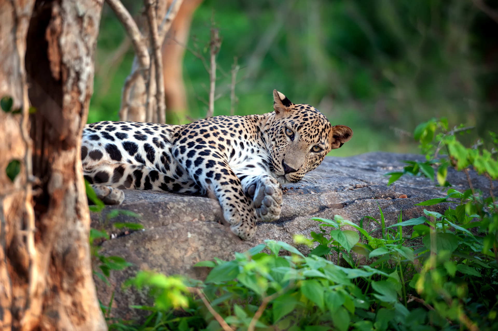leopard safari