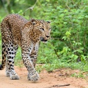 léopard-nature