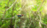 oiseau endemique foret