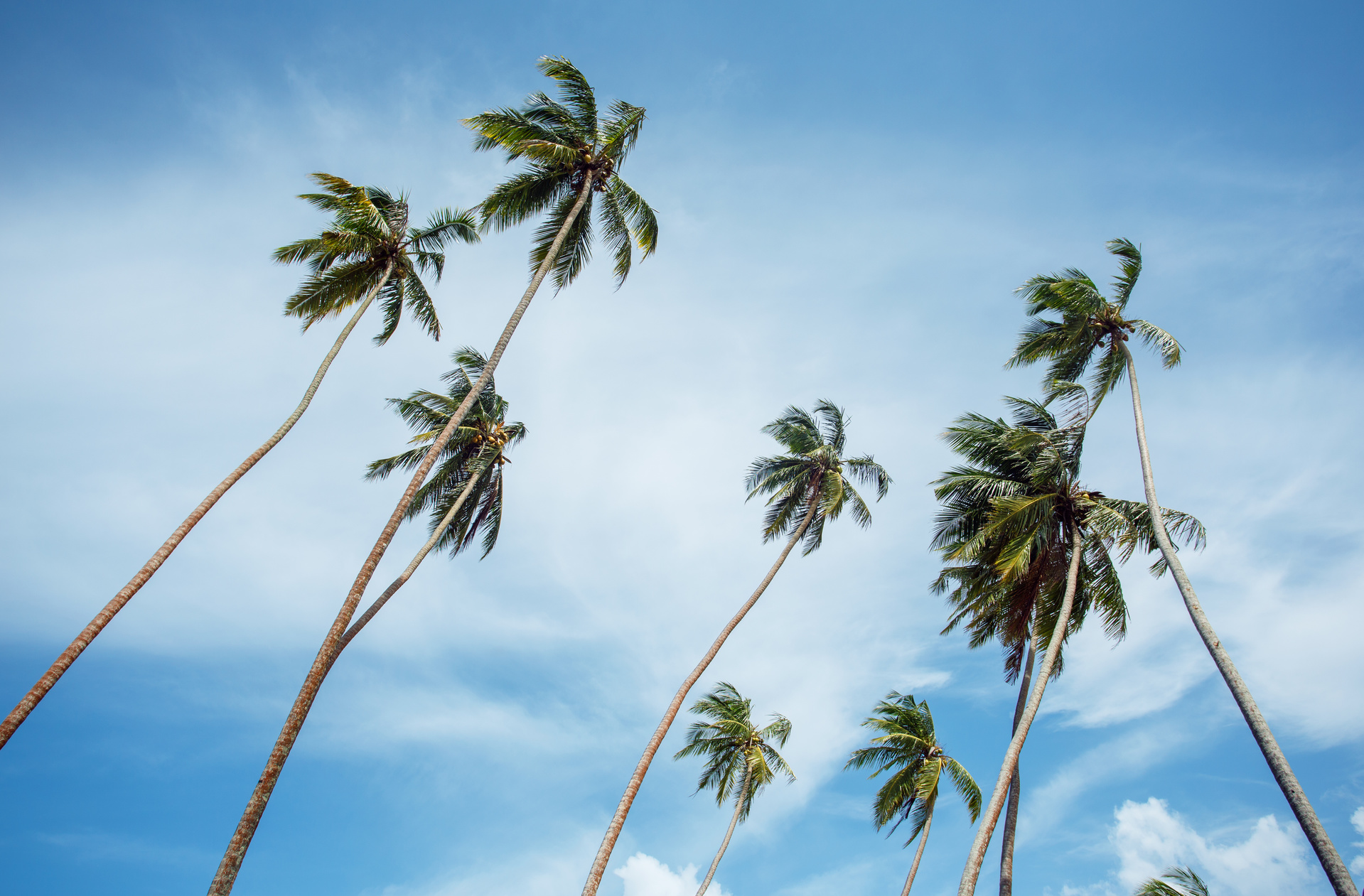 palmiers vent ciel