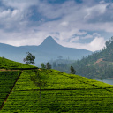 pic adam sri lanka