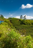 plantation train nuwara eliya