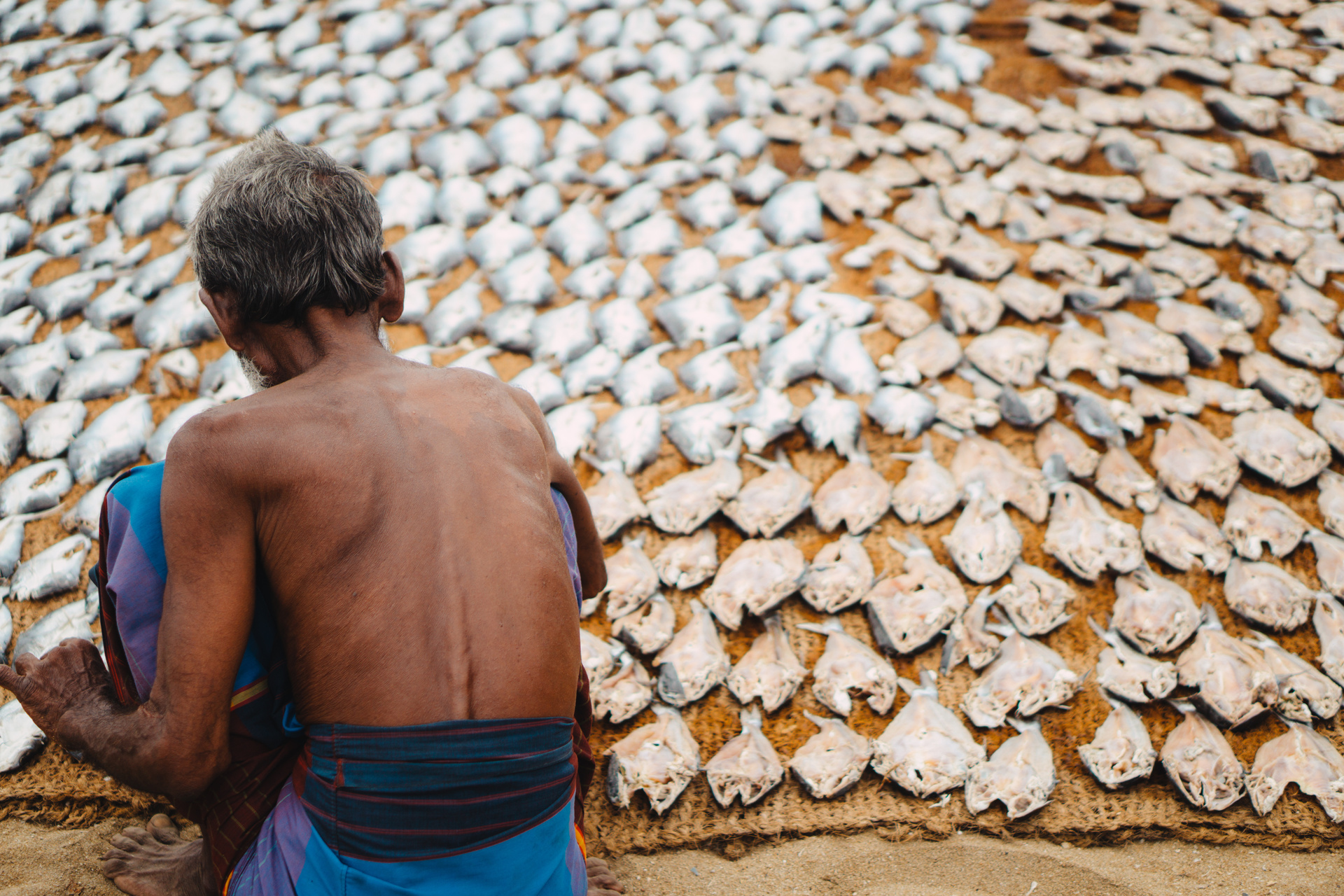 poisson seche plage negombo