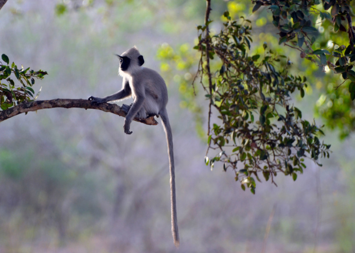 singe branche polonnaruwa sri lanka