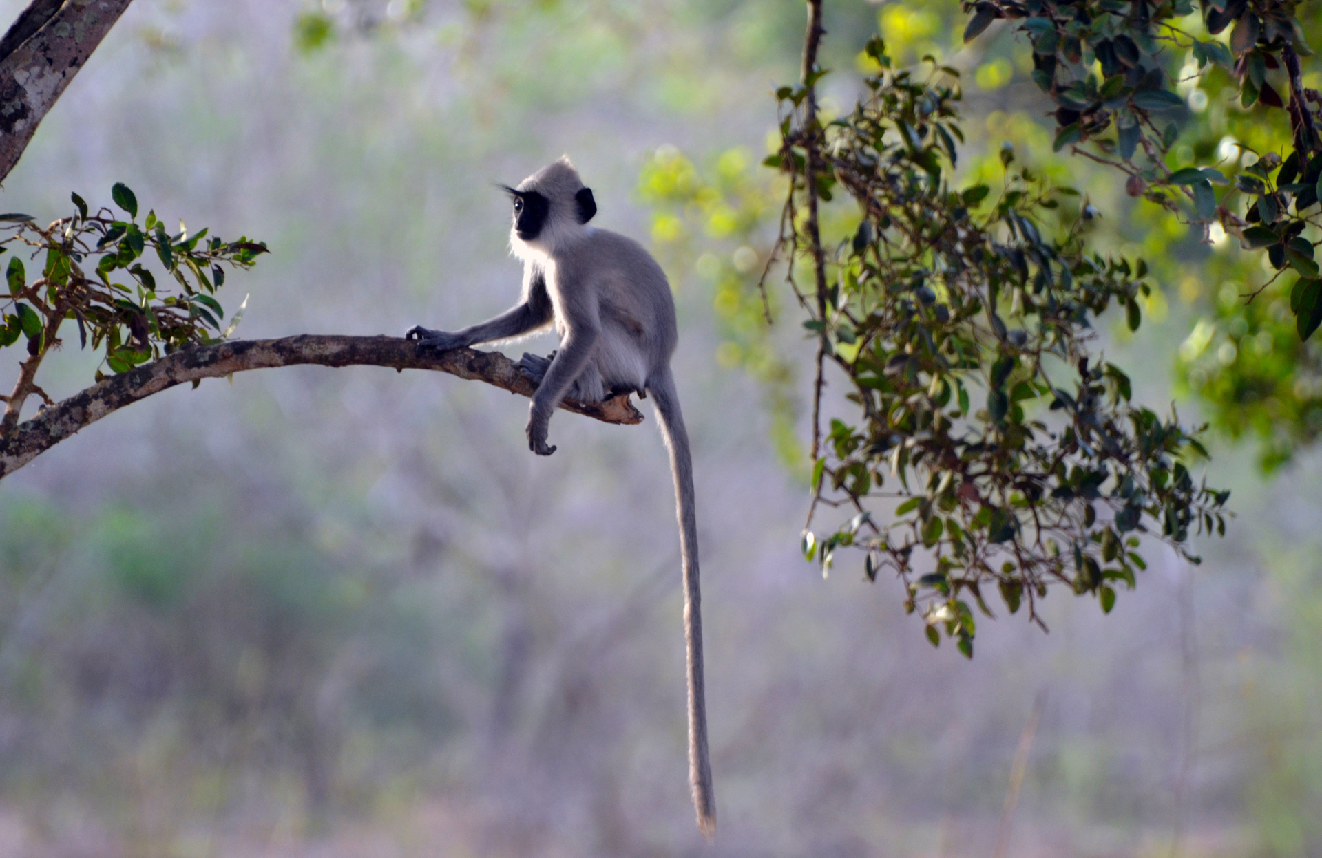 singe branche polonnaruwa sri lanka