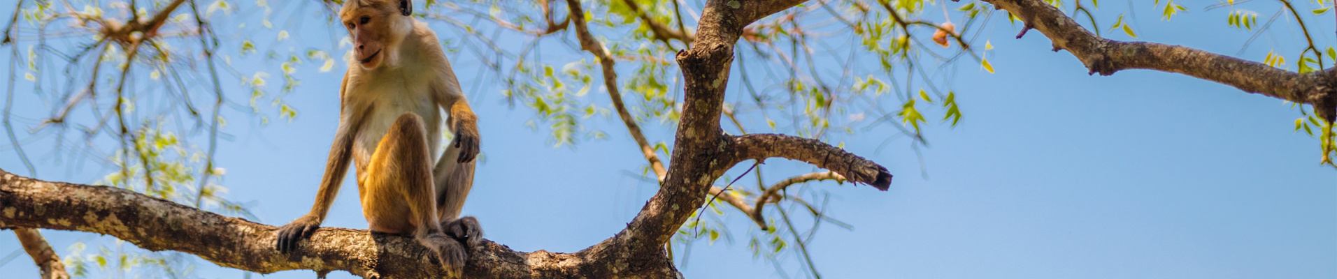 singe macaque branche