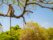 singe macaque branche