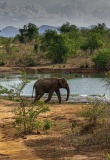 elephants-nature-safari